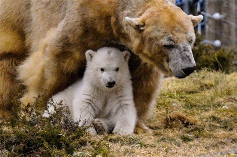 A Mothers Love — Gorgeous Photos Capture Scotlands New Polar Bear Cub