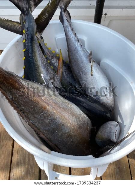 Bucket Blue Fin Tuna Amberjack Caught Stock Photo 1739534237 Shutterstock