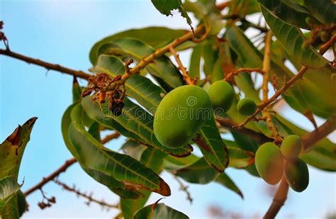 Raw Mango Fruitsgreen Mango Fruits On Tree Branchmango Small Fruits
