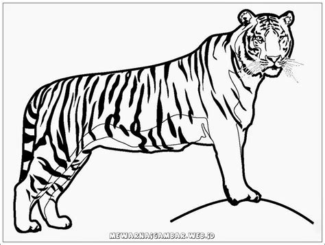 Berikut Gambar Sketsa Hitam Putih Mewarnai Harimau Te