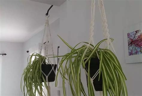 How To Hang Plants From The Ceiling 10 Creative Ideas The Practical