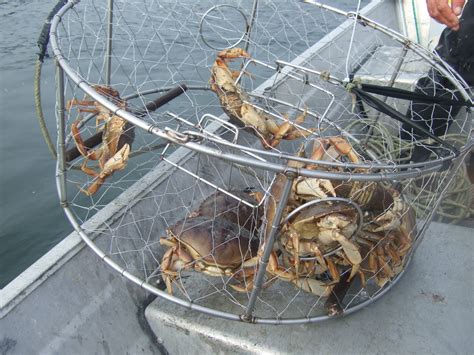 Diy how to instruction on making a crab snare rig. Puget Sound sport crabbing to close December 31st. - Fishaholics Northwest