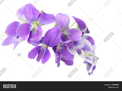 Wild Violet Flowers Image And Photo Free Trial Bigstock