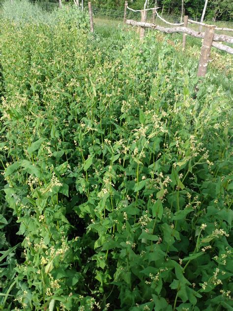 Tartary Buckwheat