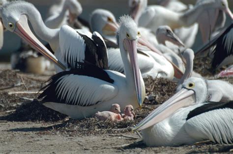 Baby Pelicans Of The Central Coast Issuu