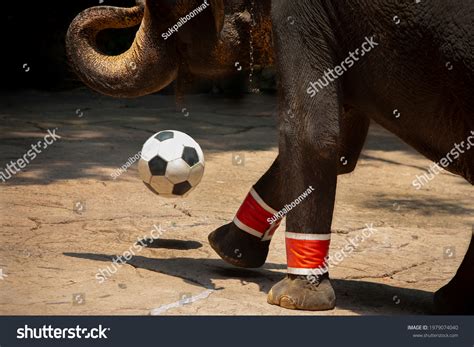 Elephant Play Ball Show Thailand Zoo Stock Photo 1979074040 Shutterstock