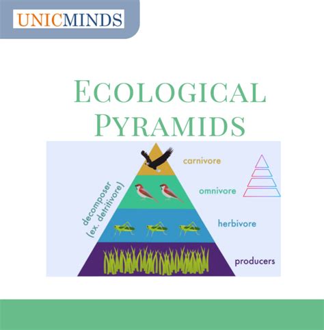 What Are Trophic Levels And Ecological Pyramids Unicminds