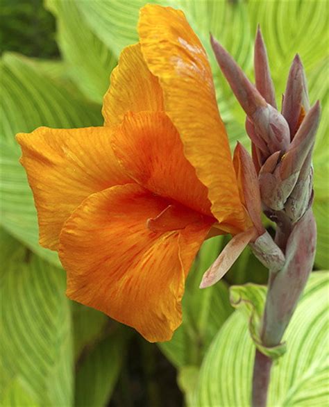 Welcome to the famous dave's garden website. Know All about the Varieties of Canna Lily