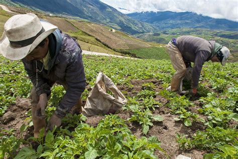 ¿quién Empezará A Sembrar La Semilla De La Reforma Agraria En 2018