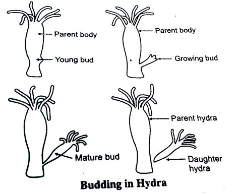 Explain The Process Of Budding In Hydra With The Help Of Labelled