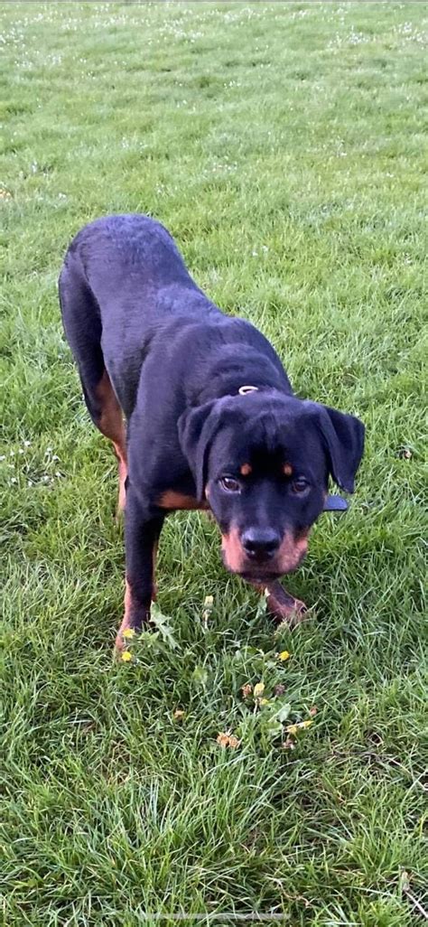 Puppies between six and 12 months of age may sometimes act like they forgot their training. 6 months old rottweiler puppy male | Basingstoke, Hampshire | Pets4Homes