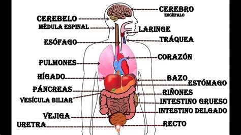 Total 71 Imagen Nombres De Organos Del Cuerpo Humano
