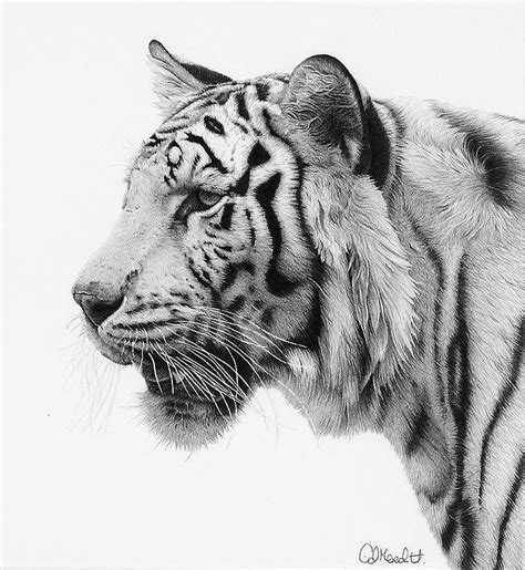 Aprender Acerca Imagem Dibujos De Tigres A Lapiz Thptletrongtan