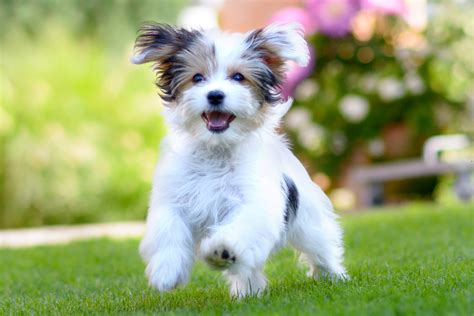 15 Cute Dog Breeds That Stay Small Forever Nashville Vets