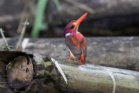 Ultra Rare Dwarf Kingfisher Fledgling Bird Photographed For The Very