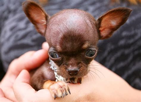 Tiny Chihuahua Crowned 2014 Worlds Smallest Dog Bold And Unusual