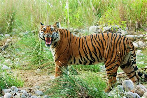 Royal Bengal Tiger Male Photograph By Jagdeep Rajput Fine Art America