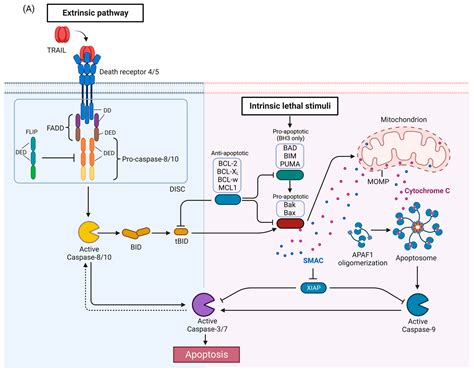 tumor necrosis factor related apoptosis inducing ligand signaling pathways encyclopedia mdpi
