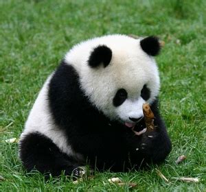 Pada program macromedia freehand, corel draw, adobe illustrator, adobe pagemaker. Panda didunia... | Niahix_01