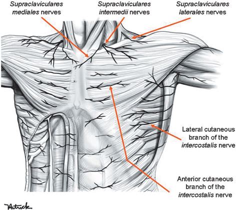 Figure 9 From Anatomy Of The Thoracic Wall Axilla And Breast Images