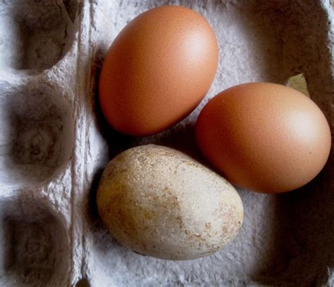 Free Images Stone Food Produce Pebble Chicken Eggs Egg Box Egg