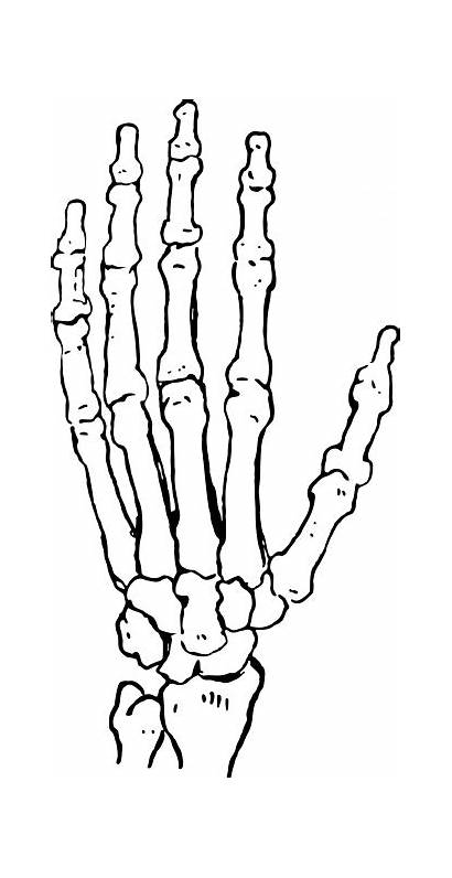 Skeleton Drawing Hands Bones Human Clip Clipart
