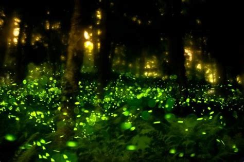 5 Bioluminescent Species That Light Up The World