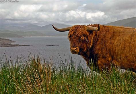 Temperate Climate Permaculture Heritage Breeds Highland