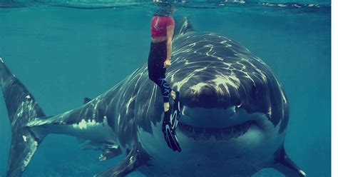 Shocking Real Stories Of Vicious Encounters With Sharks