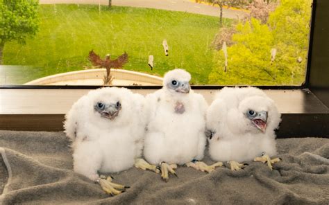 Meet Wilson Stotts And Gladys The Newly Named Peregrine Falcon Chicks
