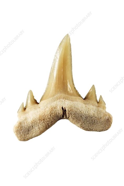 Fossil Shark Tooth Stock Image E4450334 Science Photo Library