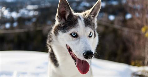 Alaskan Husky Dog Breed Complete Guide Az Animals