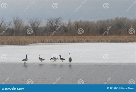 Waterfowl On Thawing Lake Stock Image Image Of Outdoors 4714149
