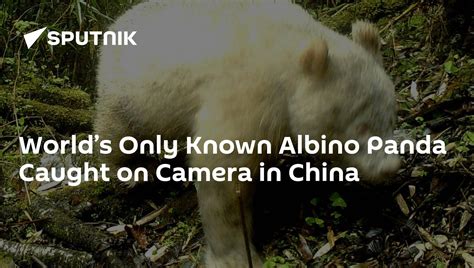 Worlds Only Known Albino Panda Caught On Camera In China
