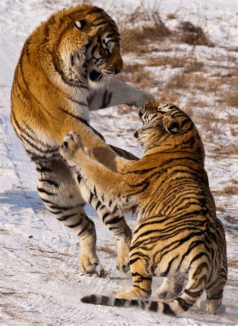 Animals Fighting Video Tiger