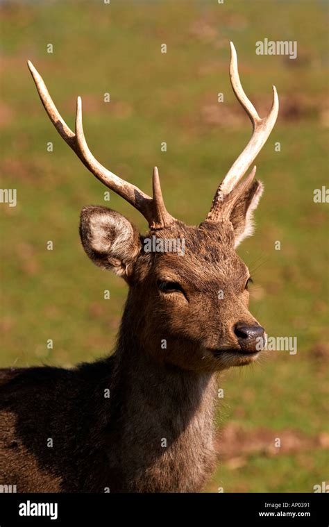 Male Sika Deer Three Quarter View Of Head Stock Photo Alamy