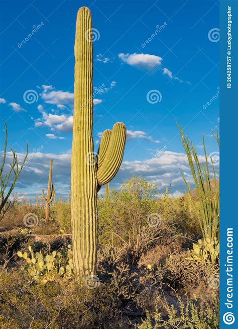 Saguaros At Sunset In Sonoran Desert Near Phoenix Arizona Stock Image