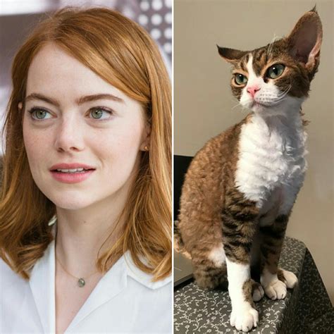 This Cat For Sale Has An Uncanny Resemblance To Emma Stone R Pics