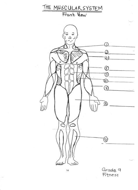 Muscles diagrams diagram of muscles and anatomy charts. Pin on Muscles