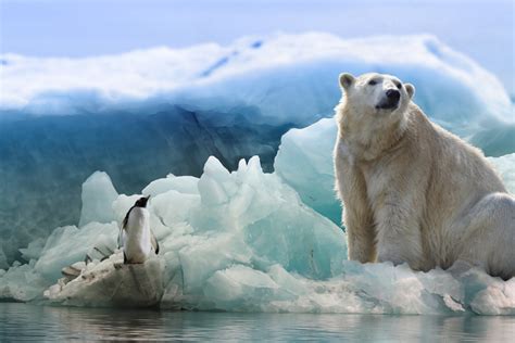 100000 Year Old Polar Bear Genome Reveals Ancient Hybridization With