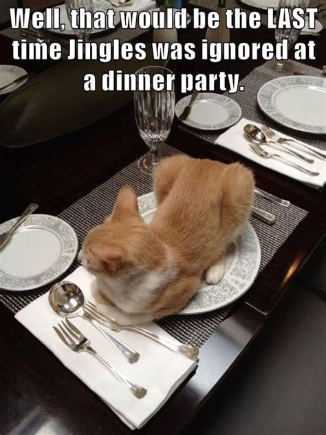 Top 25 Memes Of The Week Cheezburger Users Edition 35 Funny Cat Hot