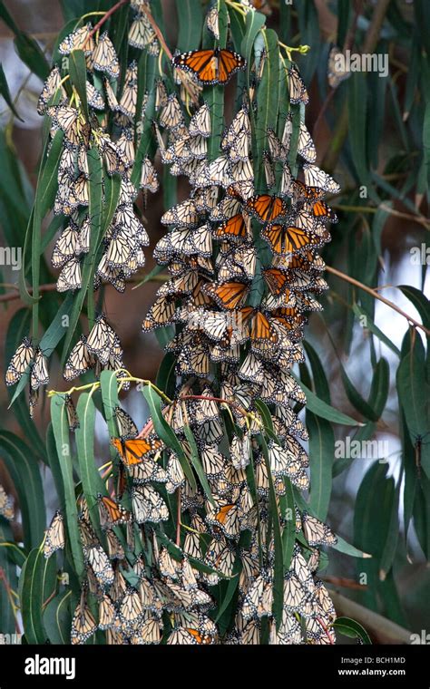 Monarch Butterflies Pismo Beach California Usa Stock Photo Alamy