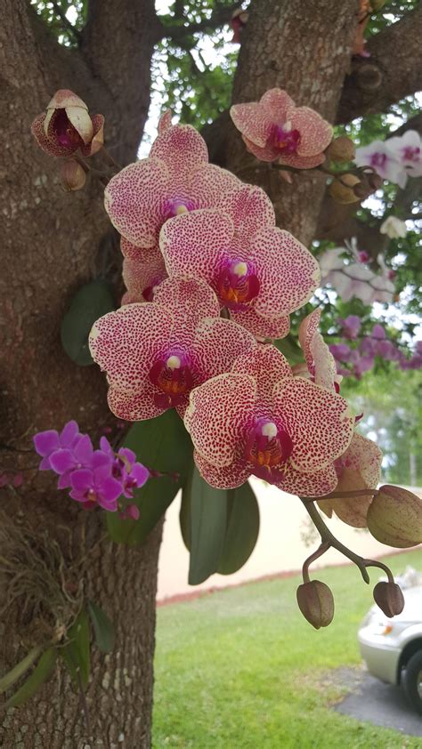 Orchids Growing In A Tree Growing Orchids Orchids Orchid Plants