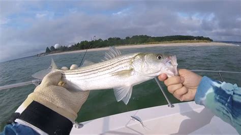 Catching Striped Bass On Topwater Youtube