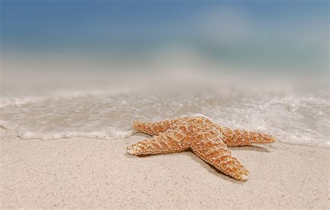 Starfish Hd Wallpapers Backgrounds