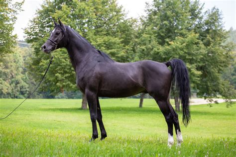 The Most Beautiful Horse Breeds Around The World Pethelpful