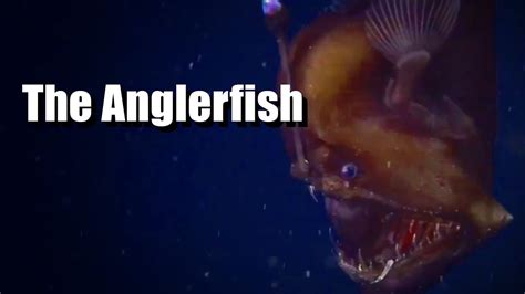 The Anglerfish Amazing Creatures Mariana Trench Youtube