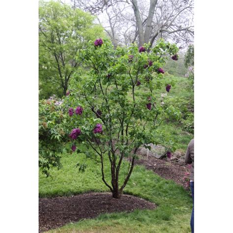 Spring Hill Nurseries French Hybrid Lilac Red Flowering Shrub In 1 Pack
