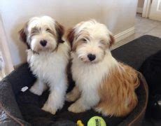 Check spelling or type a new query. Tibetan Terrier Info, Temperament, Puppies, Pictures
