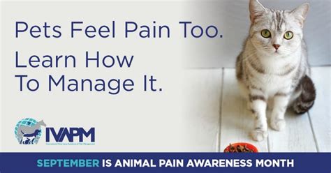 How To Recognize Pain Signs In Cats Feline Pain Symptoms And Treatment